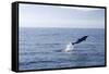 Common Dolphin Leaping Out of Water in the Strait-null-Framed Stretched Canvas