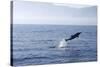 Common Dolphin Leaping Out of Water in the Strait-null-Stretched Canvas