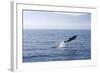 Common Dolphin Leaping Out of Water in the Strait-null-Framed Photographic Print