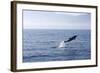 Common Dolphin Leaping Out of Water in the Strait-null-Framed Photographic Print