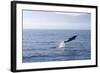 Common Dolphin Leaping Out of Water in the Strait-null-Framed Photographic Print