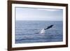 Common Dolphin Leaping Out of Water in the Strait-null-Framed Photographic Print