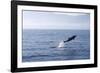 Common Dolphin Leaping Out of Water in the Strait-null-Framed Photographic Print