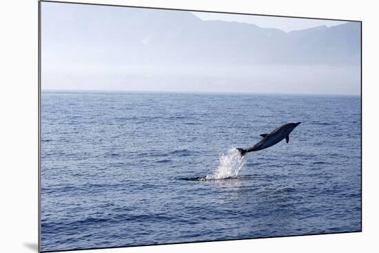 Common Dolphin Leaping Out of Water in the Strait-null-Mounted Photographic Print