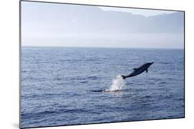 Common Dolphin Leaping Out of Water in the Strait-null-Mounted Photographic Print