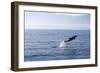 Common Dolphin Leaping Out of Water in the Strait-null-Framed Photographic Print