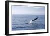 Common Dolphin Leaping Out of Water in the Strait-null-Framed Photographic Print