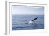 Common Dolphin Leaping Out of Water in the Strait-null-Framed Photographic Print