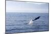 Common Dolphin Leaping Out of Water in the Strait-null-Mounted Photographic Print