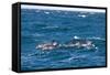 Common Dolphin Pod (Delphinus Capensis)-Reinhard Dirscherl-Framed Stretched Canvas