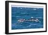 Common Dolphin Pod (Delphinus Capensis)-Reinhard Dirscherl-Framed Photographic Print