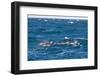 Common Dolphin Pod (Delphinus Capensis)-Reinhard Dirscherl-Framed Photographic Print