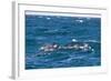 Common Dolphin Pod (Delphinus Capensis)-Reinhard Dirscherl-Framed Photographic Print