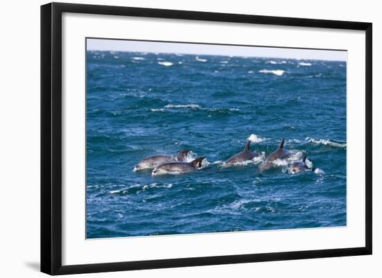 Common Dolphin Pod (Delphinus Capensis)-Reinhard Dirscherl-Framed Photographic Print