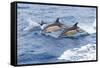 Common dolphin pod porposing, Horta island-Franco Banfi-Framed Stretched Canvas