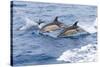 Common dolphin pod porposing, Horta island-Franco Banfi-Stretched Canvas
