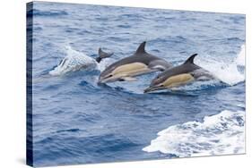Common dolphin pod porposing, Horta island-Franco Banfi-Stretched Canvas