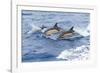 Common dolphin pod porposing, Horta island-Franco Banfi-Framed Photographic Print