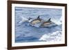Common dolphin pod porposing, Horta island-Franco Banfi-Framed Photographic Print