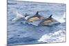 Common dolphin pod porposing, Horta island-Franco Banfi-Mounted Photographic Print