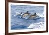 Common dolphin pod porposing, Horta island-Franco Banfi-Framed Photographic Print