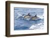 Common dolphin pod porposing, Horta island-Franco Banfi-Framed Photographic Print