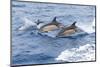 Common dolphin pod porposing, Horta island-Franco Banfi-Mounted Photographic Print
