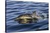 Common dolphin porpoising, Inner Hebrides, Scotland-Alex Mustard-Stretched Canvas