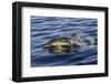 Common dolphin porpoising, Inner Hebrides, Scotland-Alex Mustard-Framed Photographic Print