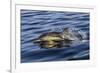 Common dolphin porpoising, Inner Hebrides, Scotland-Alex Mustard-Framed Photographic Print