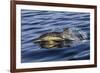 Common dolphin porpoising, Inner Hebrides, Scotland-Alex Mustard-Framed Photographic Print