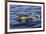 Common dolphin porpoising, Inner Hebrides, Scotland-Alex Mustard-Framed Photographic Print