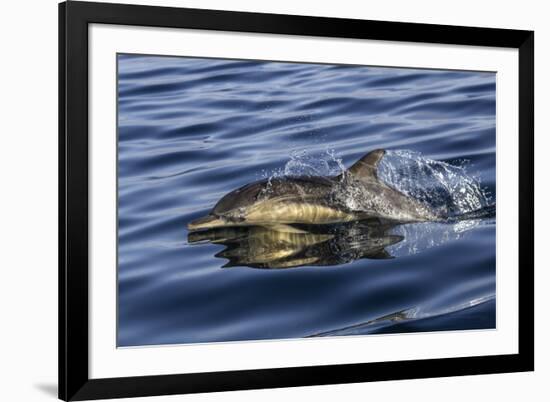 Common dolphin porpoising, Inner Hebrides, Scotland-Alex Mustard-Framed Photographic Print