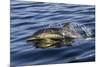 Common dolphin porpoising, Inner Hebrides, Scotland-Alex Mustard-Mounted Photographic Print