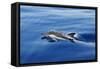 Common Dolphin Swimming in the Strait of Gibraltar-null-Framed Stretched Canvas