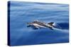 Common Dolphin Swimming in the Strait of Gibraltar-null-Stretched Canvas