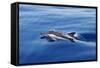 Common Dolphin Swimming in the Strait of Gibraltar-null-Framed Stretched Canvas