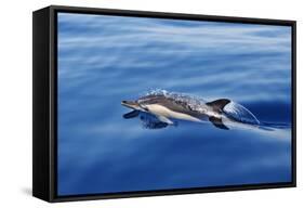 Common Dolphin Swimming in the Strait of Gibraltar-null-Framed Stretched Canvas