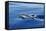 Common Dolphin Swimming in the Strait of Gibraltar-null-Framed Stretched Canvas