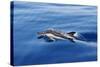Common Dolphin Swimming in the Strait of Gibraltar-null-Stretched Canvas