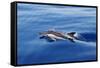 Common Dolphin Swimming in the Strait of Gibraltar-null-Framed Stretched Canvas