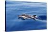 Common Dolphin Swimming in the Strait of Gibraltar-null-Stretched Canvas