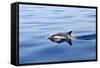 Common Dolphin Swimming in the Strait of Gibraltar-null-Framed Stretched Canvas