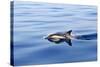 Common Dolphin Swimming in the Strait of Gibraltar-null-Stretched Canvas