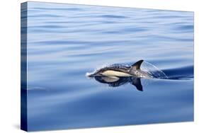 Common Dolphin Swimming in the Strait of Gibraltar-null-Stretched Canvas