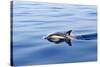 Common Dolphin Swimming in the Strait of Gibraltar-null-Stretched Canvas