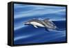 Common Dolphin Swimming in the Strait of Gibraltar-null-Framed Stretched Canvas