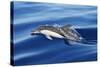 Common Dolphin Swimming in the Strait of Gibraltar-null-Stretched Canvas