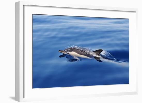 Common Dolphin Swimming in the Strait of Gibraltar-null-Framed Photographic Print