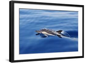 Common Dolphin Swimming in the Strait of Gibraltar-null-Framed Photographic Print